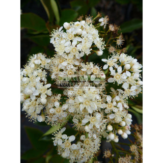 Photinia Robusta 200Mm Pot Plants