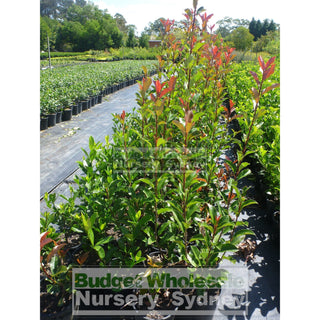 Photinia Robusta 200Mm Pot Plants