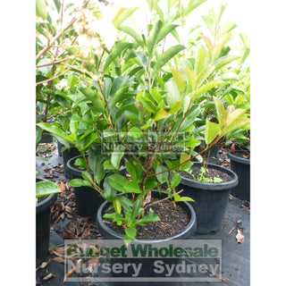 Photinia Robusta 300Mm Pot Plants