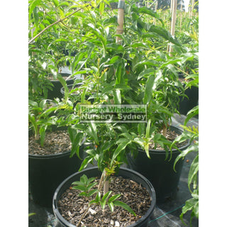 Pink Jasmine 200Mm Pot Jasminum Polyanthum Plants