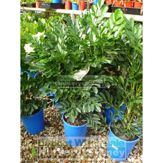 Radermachera Kunming Summerscent 200Mm Default Type