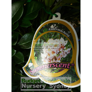 Radermachera Kunming Summerscent 200Mm Default Type