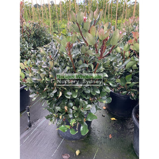 Rhaphiolepis Oriental Pink Xlarge 400Mm Pot Plants