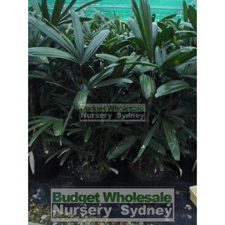 Rhapis Palm 200Mm Pot Excelsa Default Type