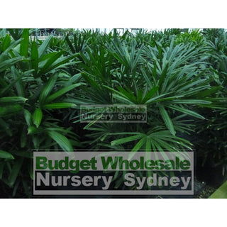 Rhapis Palm 200Mm Pot Excelsa Default Type