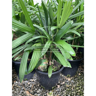 Rhapis Palm Medium 250Mm Pot Excelsa Default Type
