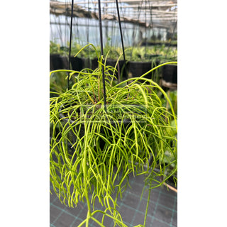 Rhipsalis Mixed 140Mm Hanger Default Type