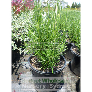 Rosemary Officinalis 140Mm Pot Plants