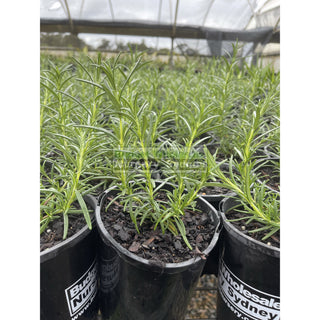 Rosemary Pink Hybrid 140Mm Pot Plants