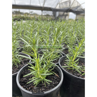 Rosemary Pink Hybrid 140Mm Pot Plants