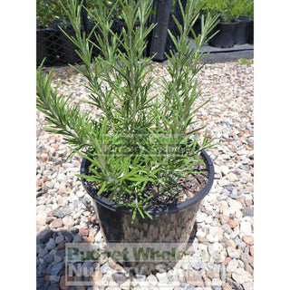 Rosemary Pink Hybrid 200Mm Pot Plants