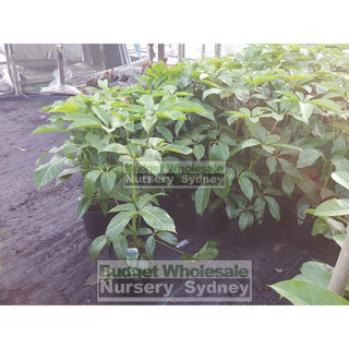 Schefflera Arboricola (Dwarf Umbrella Tree) 175Mm Default Type