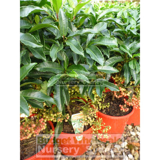 Spiceberry Plant Ardisia Crispa 200Mm Default Type