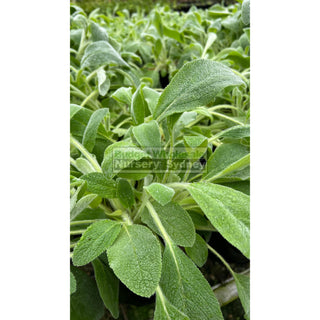 Stachys Byzantina 140Mm Pot Lambs Ears Default Type