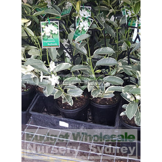 Stephanotis Floribunda Variegata 150Mm Plants