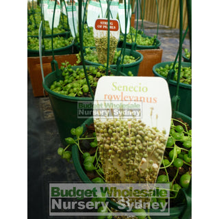String Of Pearls 140Mm Hanger Senecio Rowleyanus Default Type
