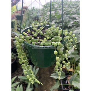 String Of Pearls 140Mm Hanger Senecio Rowleyanus Default Type