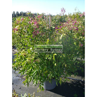 Syzygium Cascade 400Mm Pot Plants