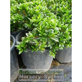 Syzygium Tiny Trev 140Mm Pot Plants