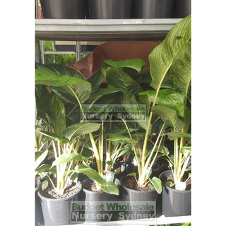 Tacca Chanterii Black (Bat Plant) 200Mm Default Type