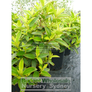 Tibouchina Jules 200Mm Pot Plants