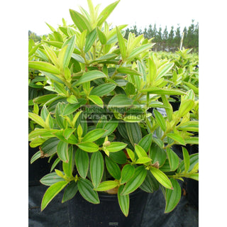 Tibouchina Jules 200Mm Pot Plants