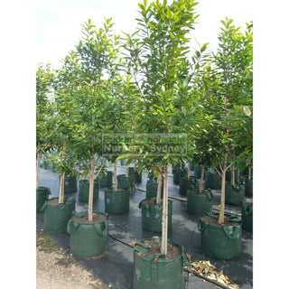Tristaniopsis Laurina Super Large 100Lt Water Gum Tree Default Type