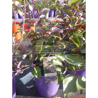Vitex Trifolia Purpurea 200Mm Pot Default Type