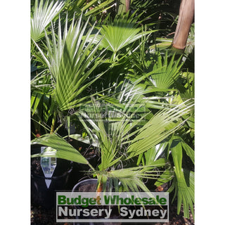 Washingtonia Robusta Cotton Palm Xlarge 400Mm Pot Default Type