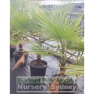 Washingtonia Robusta Cotton Palm Xlarge 400Mm Pot Default Type