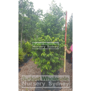 Waterhousia Floribunda Green Avenue 150L Default Type