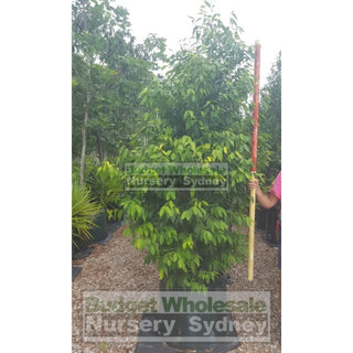 Waterhousia Floribunda Green Avenue 150L Default Type