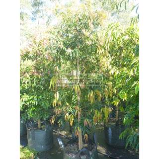 Waterhousia Floribunda Xx Large 100Lt Default Type