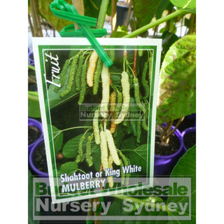 White Mulberry Shahtoot - Morus Macroura 200Mm Edible Fruit Default Type