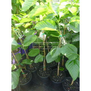 White Mulberry Shahtoot - Morus Macroura 200Mm Edible Fruit Default Type