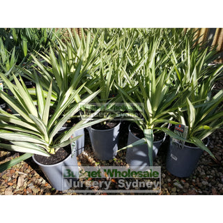 Yucca Elephantipes Silver Star 200Mm Default Type