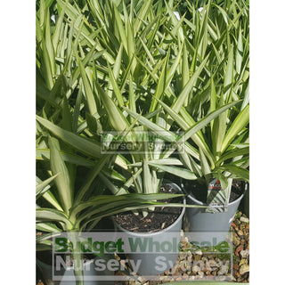 Yucca Elephantipes Silver Star 200Mm Default Type