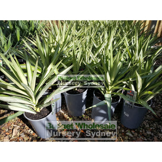 Yucca Elephantipes Silver Star 200Mm Default Type