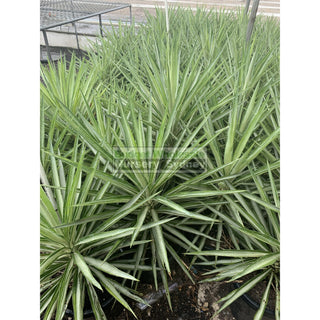 Yucca Elephantipes Silver Star Large 300Mm Pots Default Type