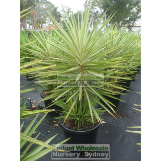 Yucca Elephantipes Silver Star Xxl 400Mm Pots Default Type