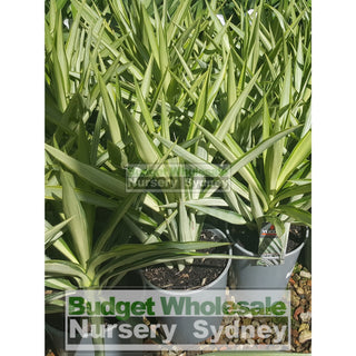 Yucca Elephantipes Silver Star Xxl 400Mm Pots Default Type