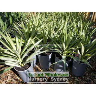 Yucca Elephantipes Silver Star Xxl 400Mm Pots Default Type