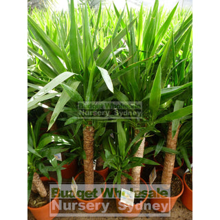 Yucca Elephantipes Standards 175Mm Pot Default Type