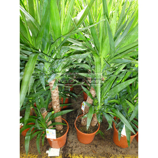 Yucca Elephantipes Standards 175Mm Pot Default Type
