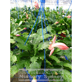 Zygocactus Schlumbergera Gaertneri 175Mm Hanger Default Type