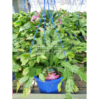 Zygocactus Schlumbergera Gaertneri 175Mm Hanger Default Type