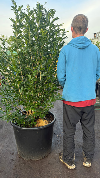 Massive Murraya 115L Plants – Advanced 1.5m Privacy Hedging in 650mm Pots