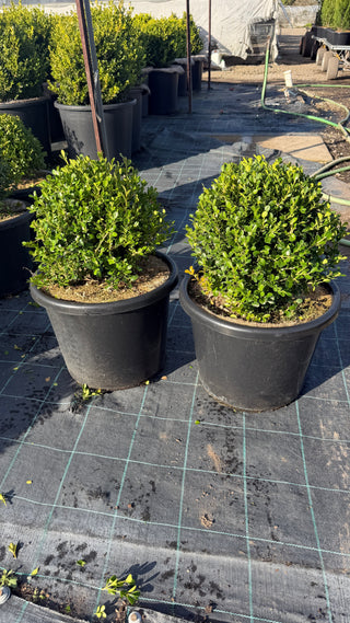 How to Care for Japanese Box / Buxus microphylla var. japonica