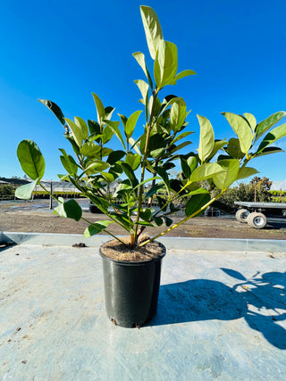 sweet viburnum 200mm pots on sale