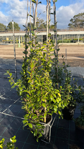Star Jasmine 250mm &amp; 300mm Pots – Larger, Fuller Plants for Fast Garden Coverage